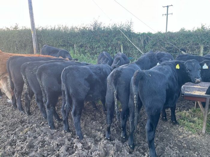AAX heifers