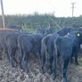 AAX heifers Image 4