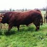 Beef bull Image 2
