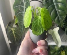 Baby Maranta Lemon Lime (Prayer Plant)