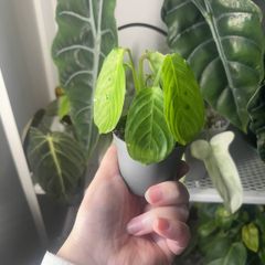 Baby Maranta Lemon Lime (Prayer Plant)
