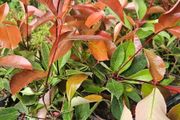 Red Robin Hedging