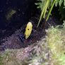 dart frog Image 4