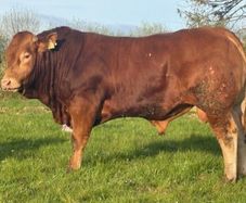 PBR Limousin Bulls