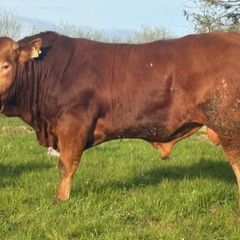 PBR Limousin Bulls