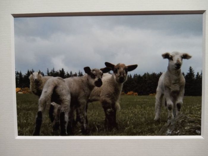 Mounted Original Photography - Wicklow Lambs