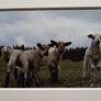 Mounted Original Photography - Wicklow Lambs Image 2
