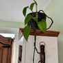 Free to take! Indoor Green Plants (in pots) Image 7
