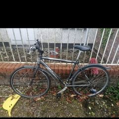 Adult Bicycle