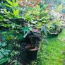 Japanese acers - wide selection Image 4