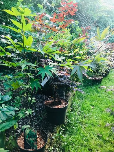 Japanese acers - wide selection
