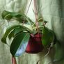 Pitcher plant Image 4