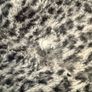 Grey leopard print rugs x2 Image 6