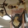 French Oak Antler Wall Mount 3 Image 2