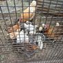 chicks Image 2