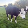 Hereford Heifers Image 8