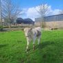 Cattle Pedigree Irish Moiled Bulls 11 months old Image 2