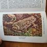 Observer's Book Of Wild Animals Of The British Isles.  Compiled By  W J Stoke.1. Image 5