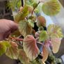 plant Image 2