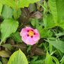 Butterfly Bush Buddlia Plants Image 5