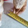 SET OF 2 Orange Cat Sitting. Image 8