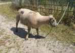 Ram