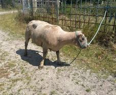 Ram