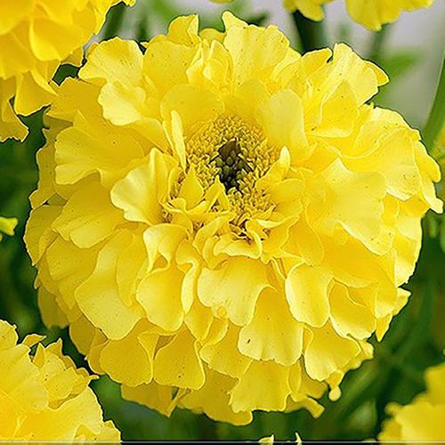 (M) French Marigold Calando Lemon seeds 0.5g (415373)