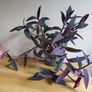 Tradescantia pallida purple jew plant in green ceramic pot Image 2