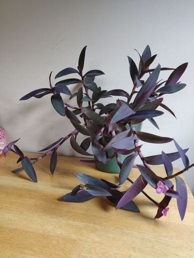 Tradescantia pallida purple jew plant in green ceramic pot