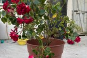 rose plant