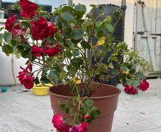 rose plant