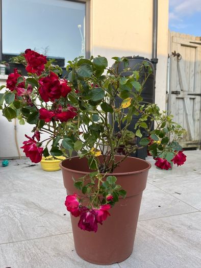 rose plant