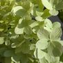 Hydrangea Image 2