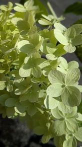 Hydrangea