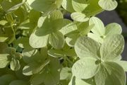 Hydrangea