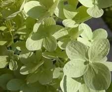 Hydrangea
