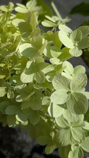 Hydrangea