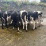 Top class feeding cows Image 8