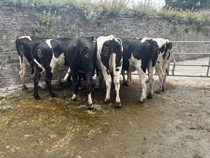 Top class feeding cows