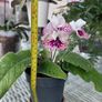 Streptocarpus aka Cape Primrose Image 2