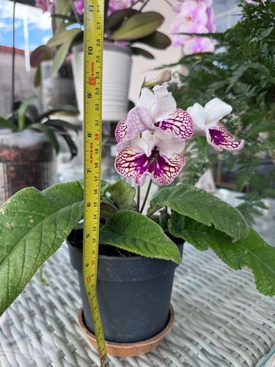 Streptocarpus aka Cape Primrose