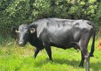 Dexter Cattle