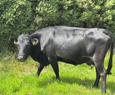 Dexter Cattle