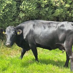 Dexter Cattle