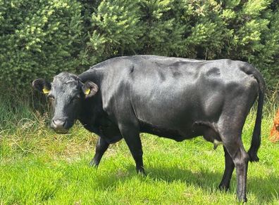 Dexter Cattle