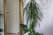 tall Madagascar Dragon Tree (Dracaena marginata), monstera, Peace Lily plant in the black  plastic pot container