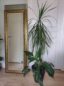 tall Madagascar Dragon Tree (Dracaena marginata),  Peace Lily plant in the black  plastic pot container