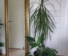 tall Madagascar Dragon Tree (Dracaena marginata),  Peace Lily plant in the black  plastic pot container