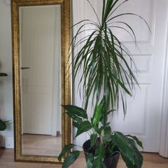 tall Madagascar Dragon Tree (Dracaena marginata),  Peace Lily plant in the black  plastic pot container